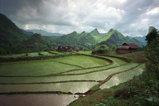 Rice-fields in a valley near Lao Cai, northern Vietnam. Photo: © Tran Thi Hoa / World Bank