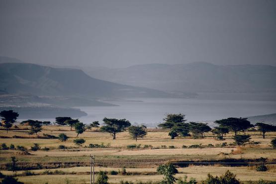 Wheat grows near Lake Lagano in Ethiopia